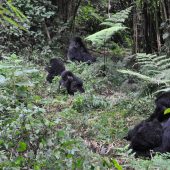  Gorilla Family (Rwanda)